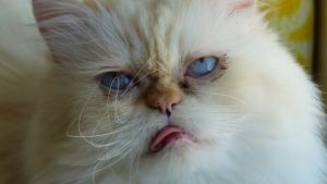 Duncan
